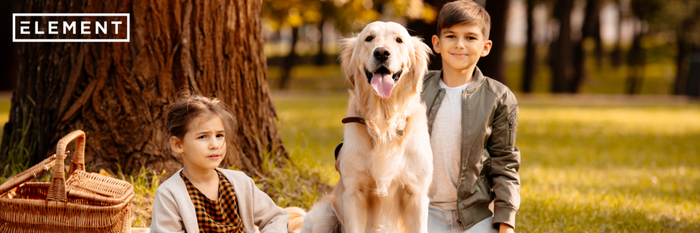 Dog liability insurance germany information
